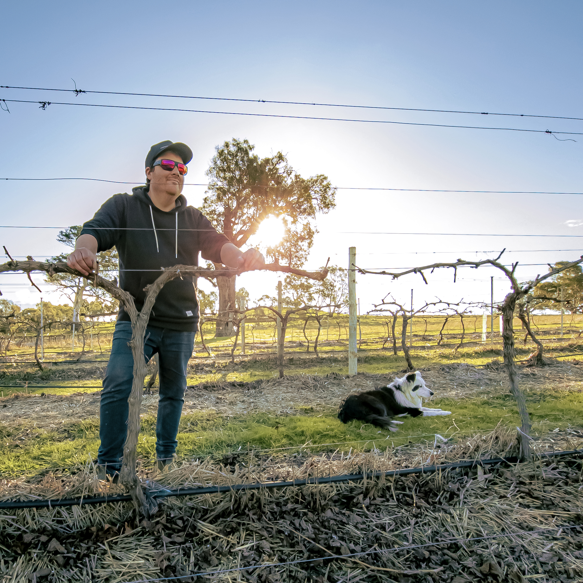 Man with his dog  at vineyard fence